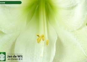 hippeastrum Moscow (4)